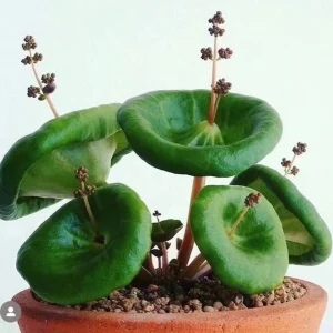 RARE SUCCULENTS Bulbs